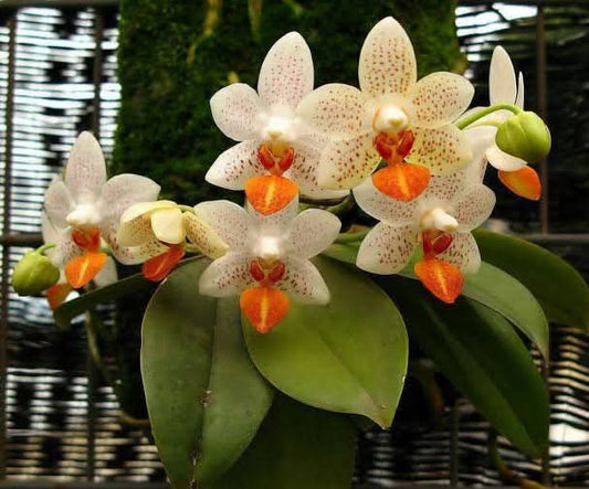 Phalaenopsis ‘Mini Mark’ — Miniature Moth Orchid