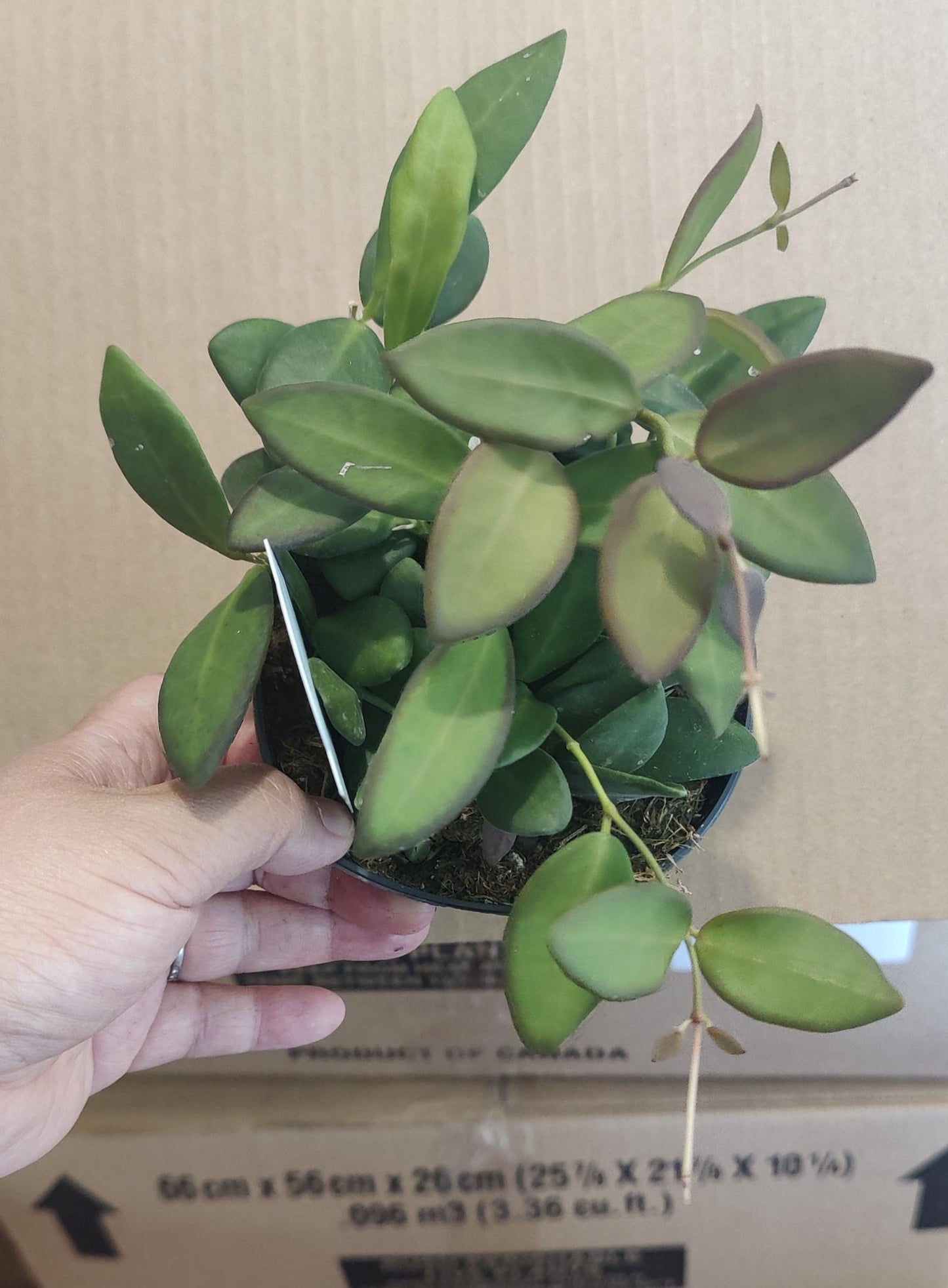Hoya Burtoniea