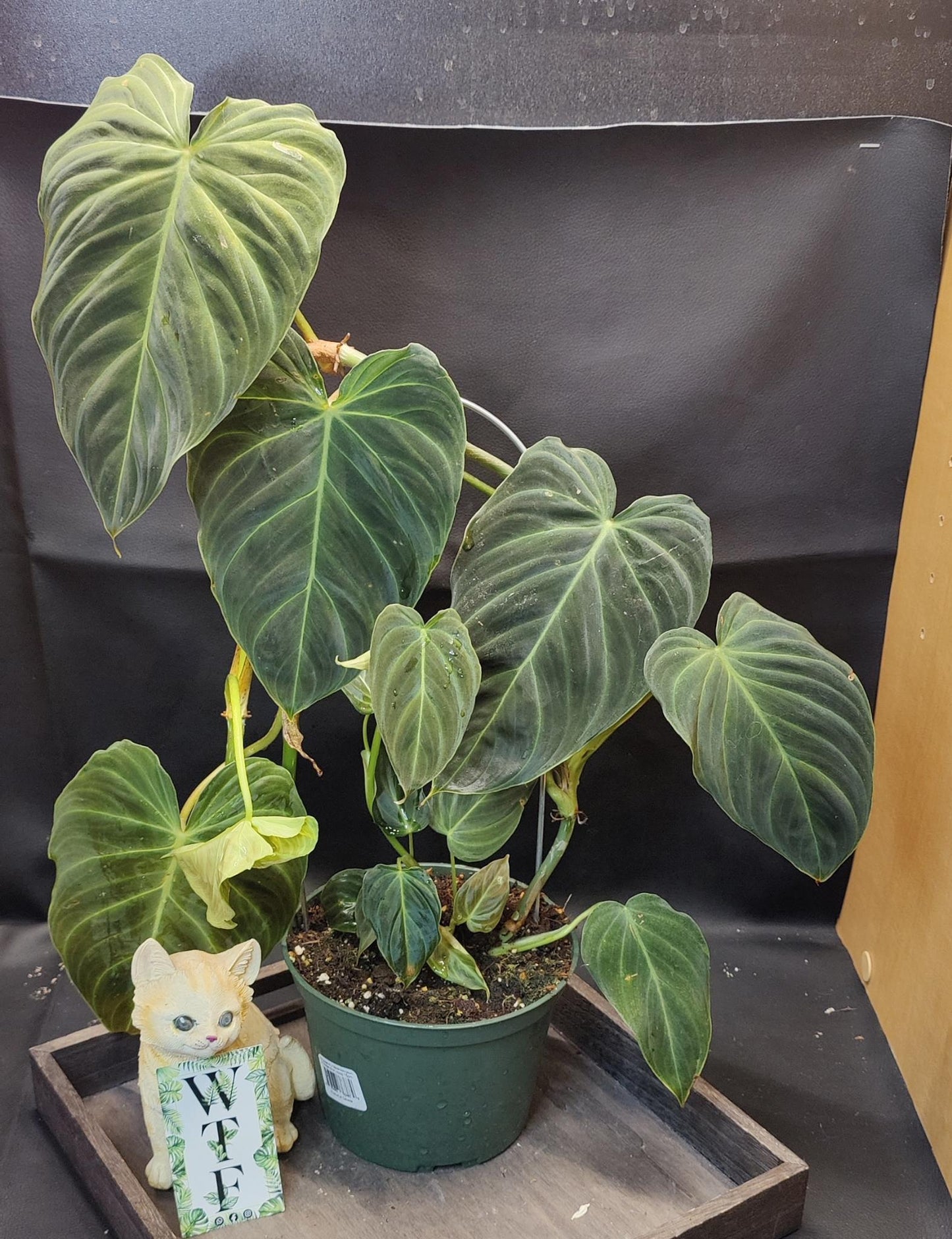 Philodendron Verrucosum x Melanochrysum Hoop 6"