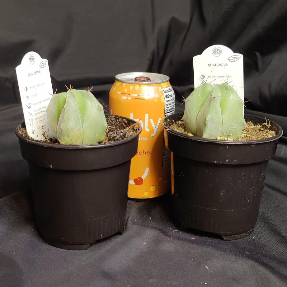 Cactus Assorted