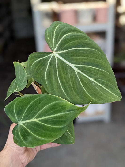 Philodendron Gloriosum White Vein