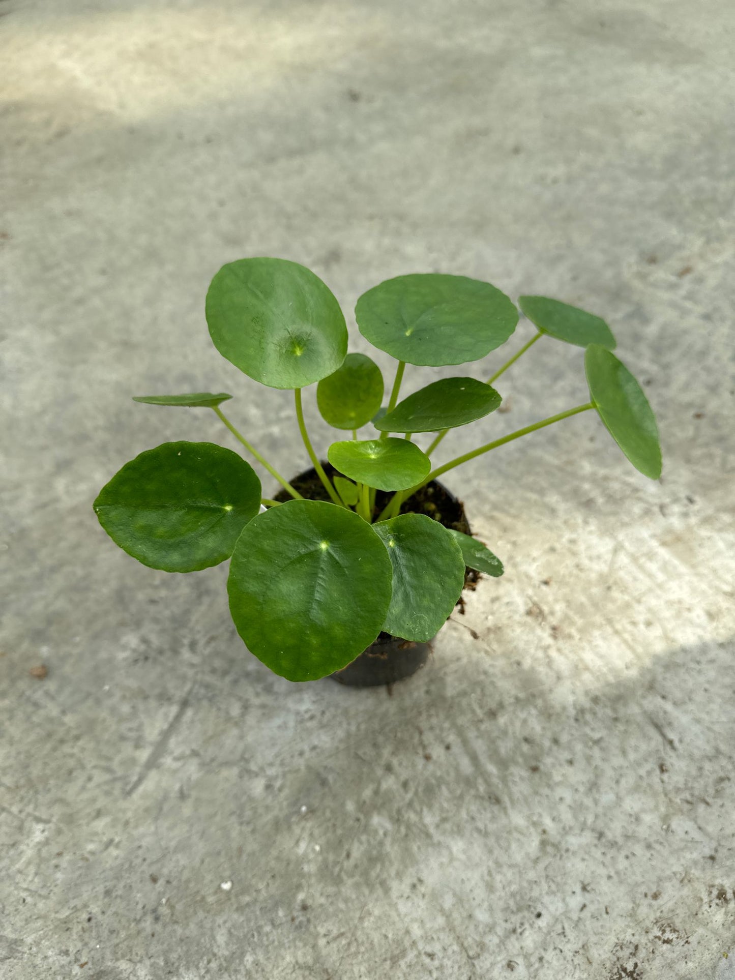 Pilea Peperomioides (Money Coin) AKA UFO