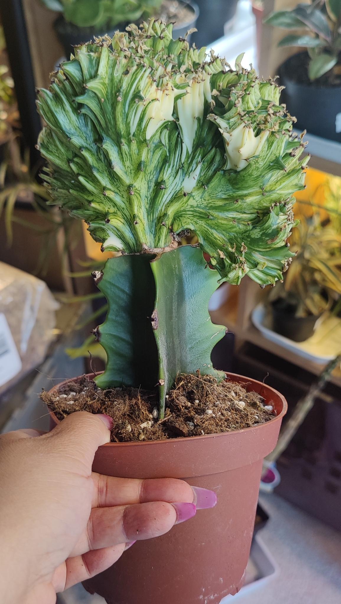 Euphorbia Lactea