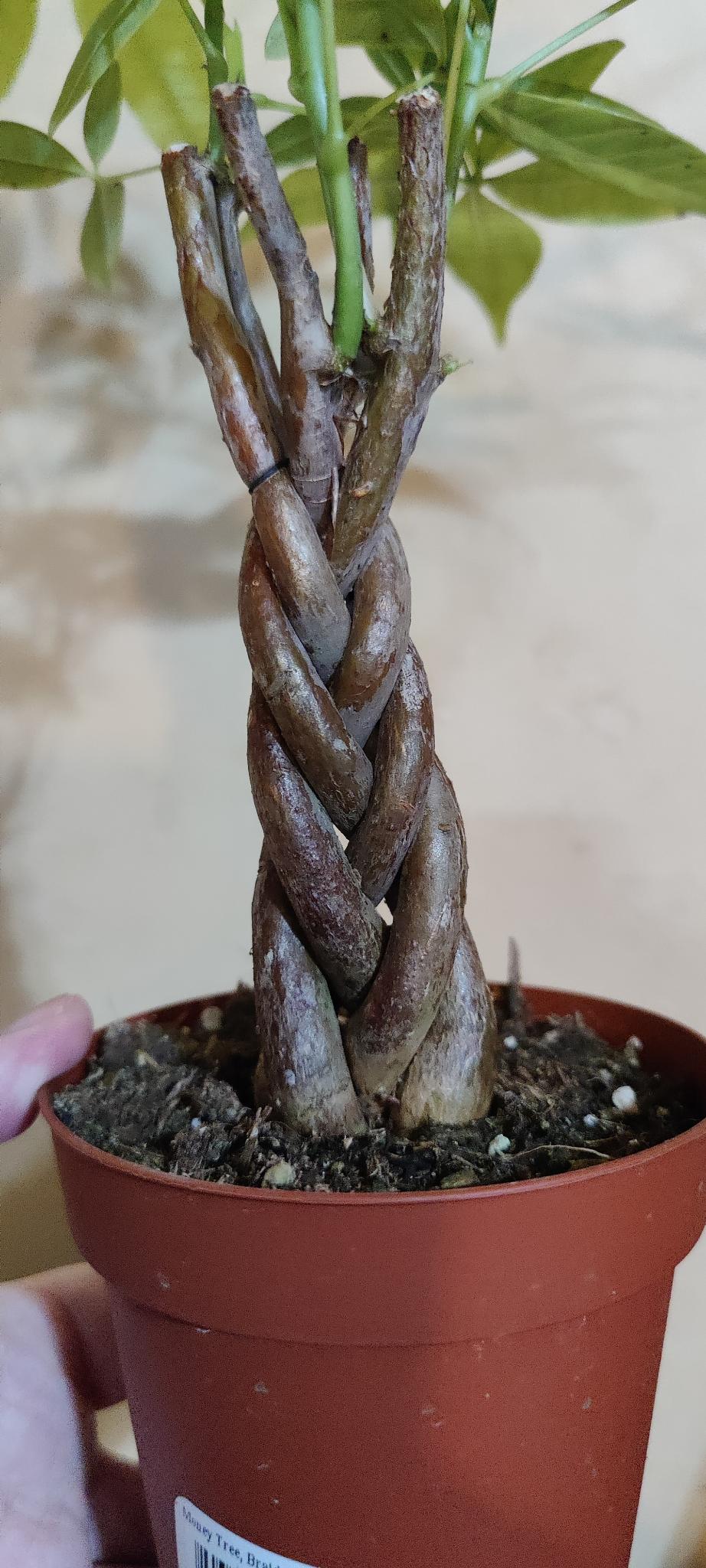 Braided Money Tree (Pachira)