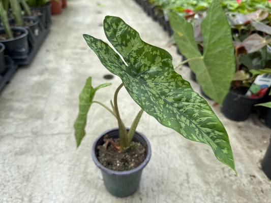 Alocasia Shattered Glass