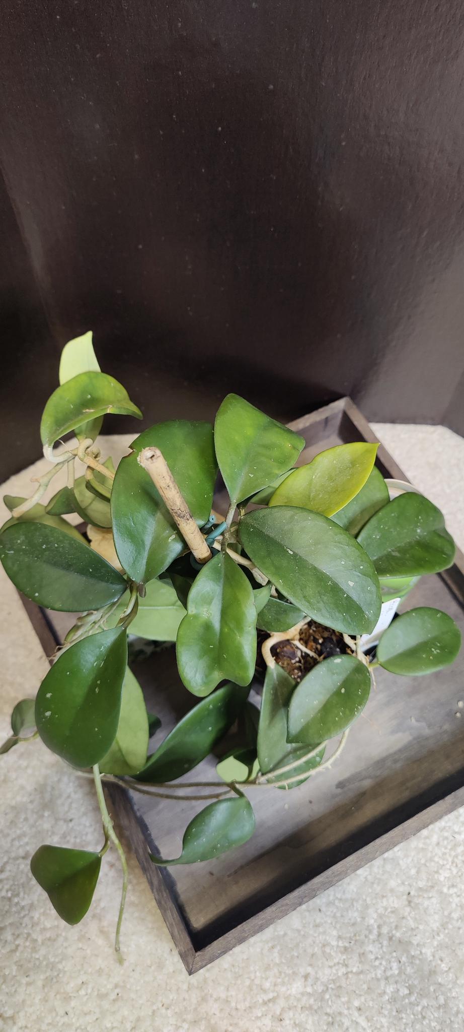 Hoya Skinneriana (Large)