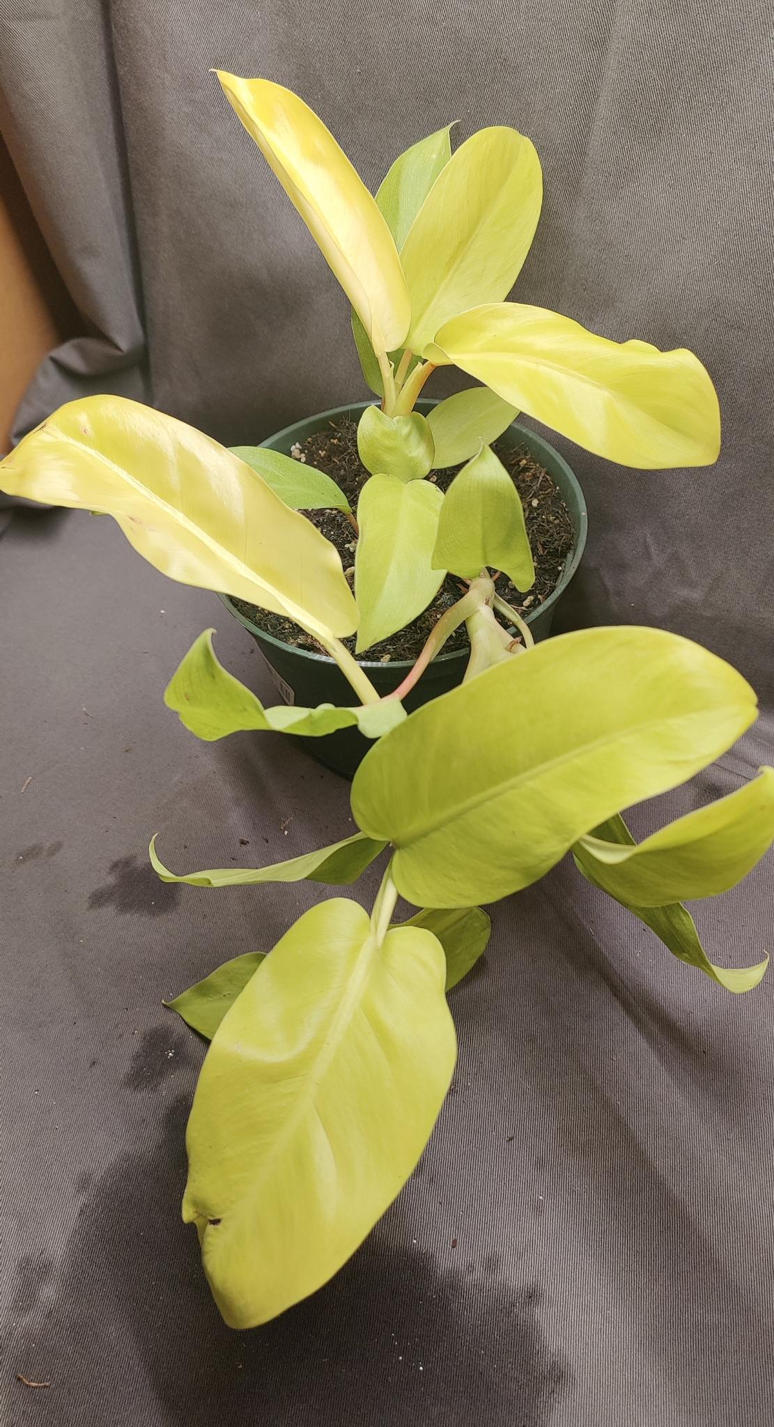 Philodendron Malay Gold