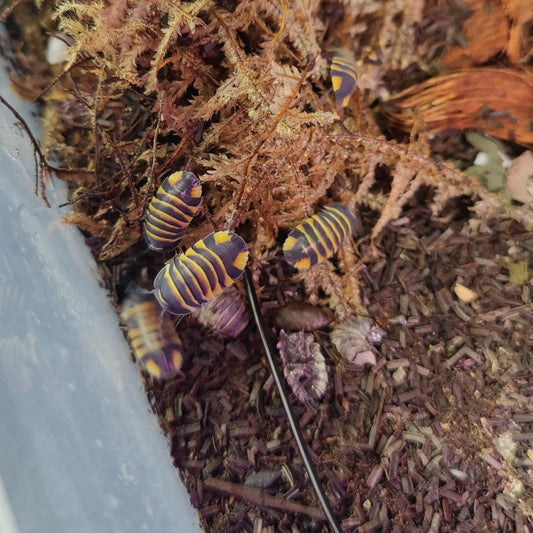 Merulanella Ember Bees