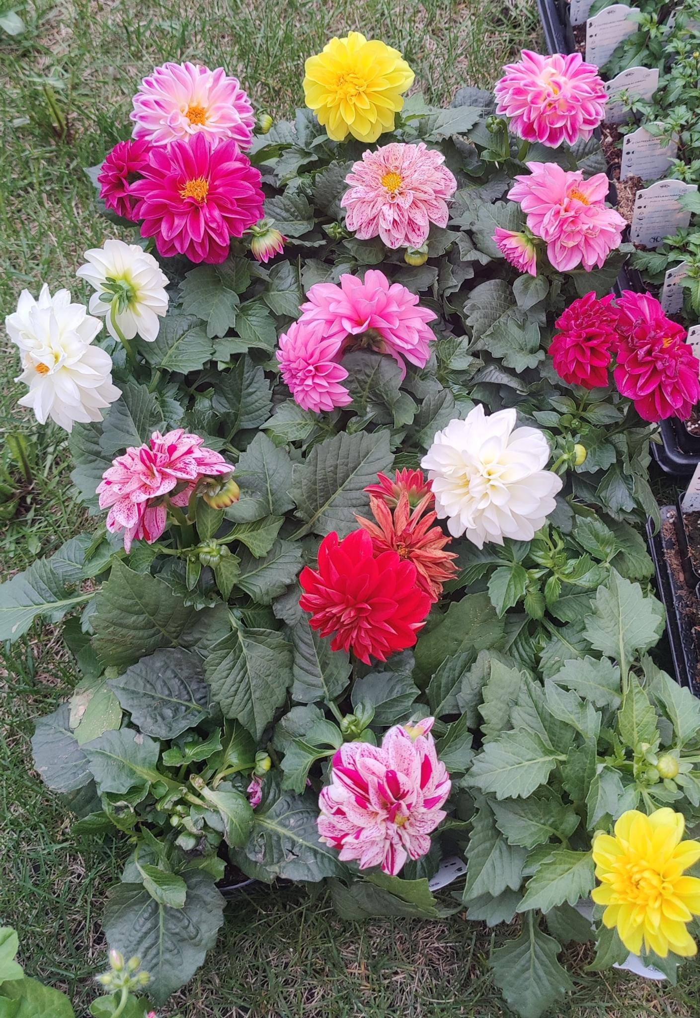 Dahlia Dalina® Assorted
