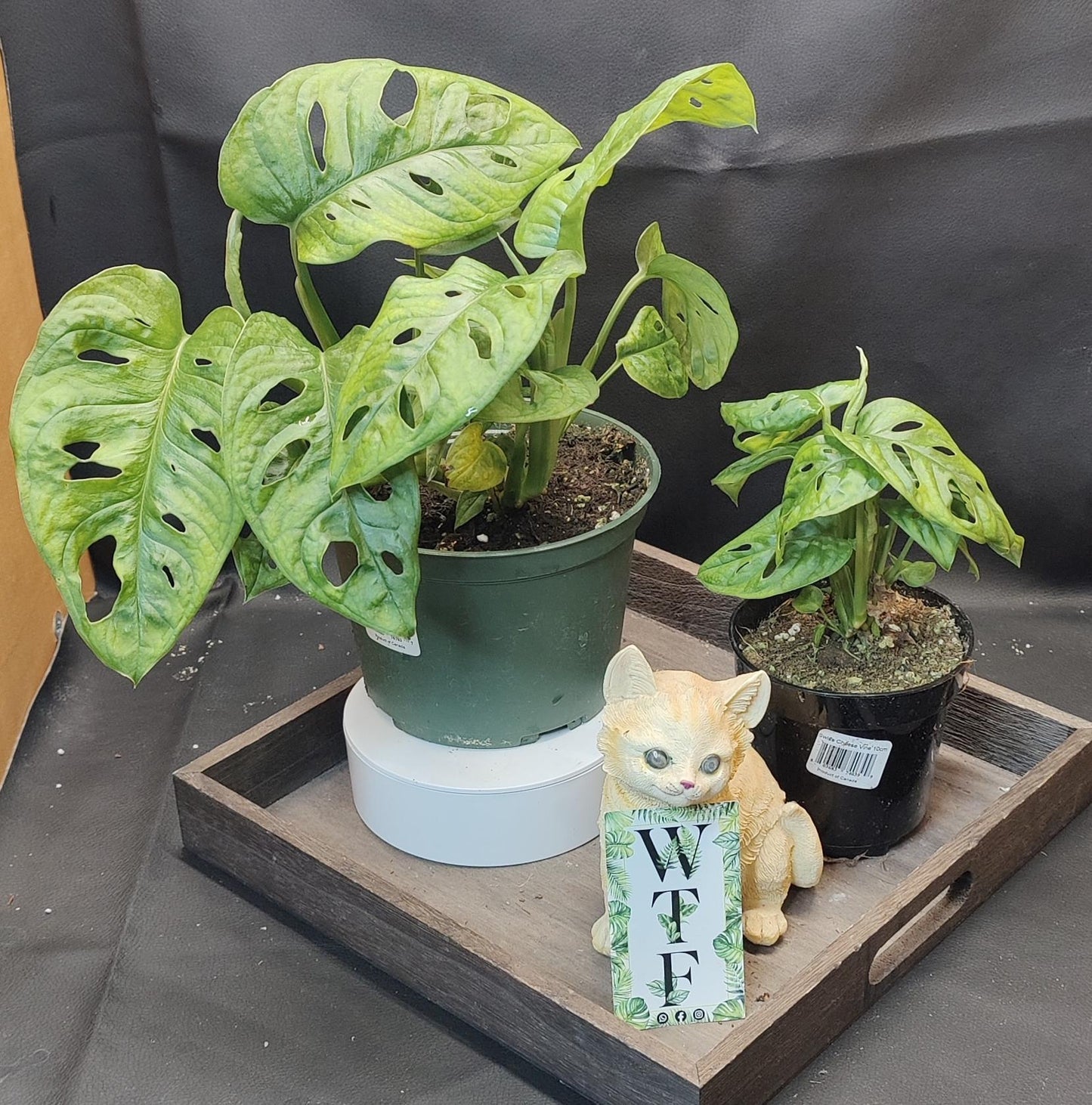 Monstera Adansonii Swiss Cheese Vine