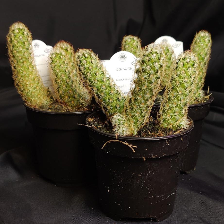 Cactus Assorted