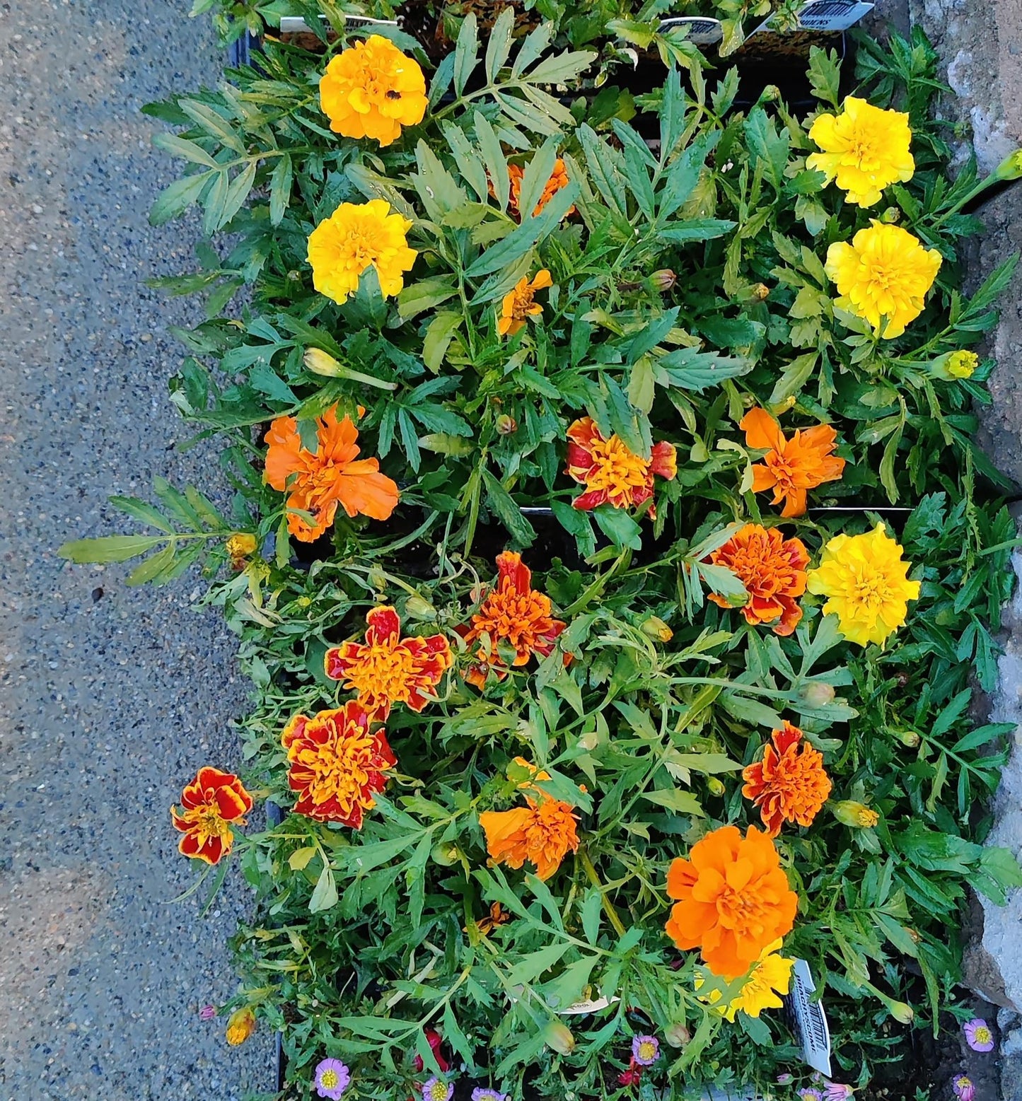 Marigold Bonanza Mix tray of 6