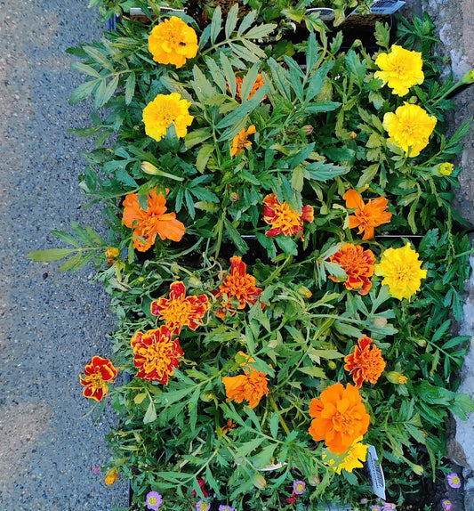 Marigold Bonanza Mix tray of 6