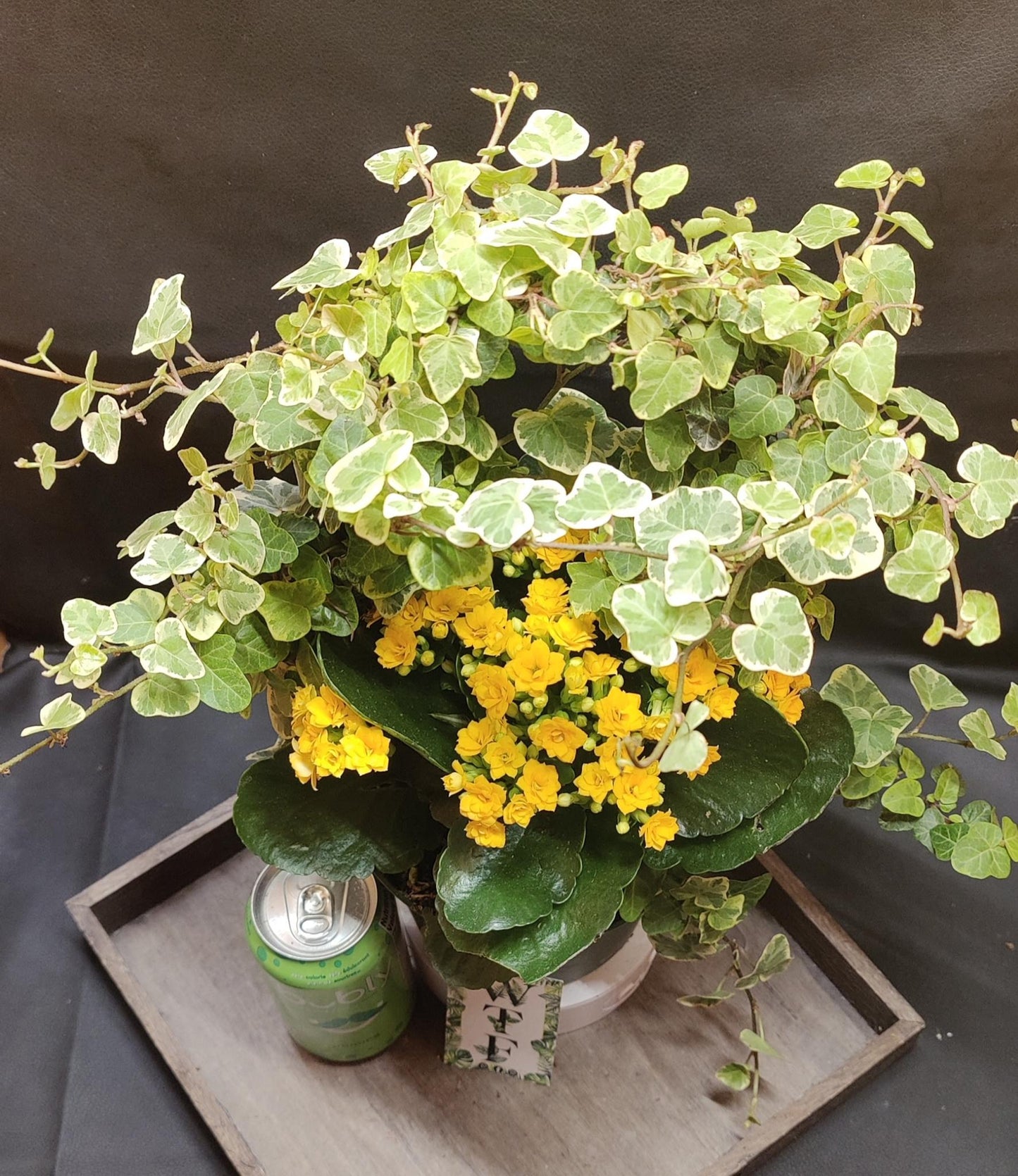 Ivy on Hoop w/ Beauties 6" pot