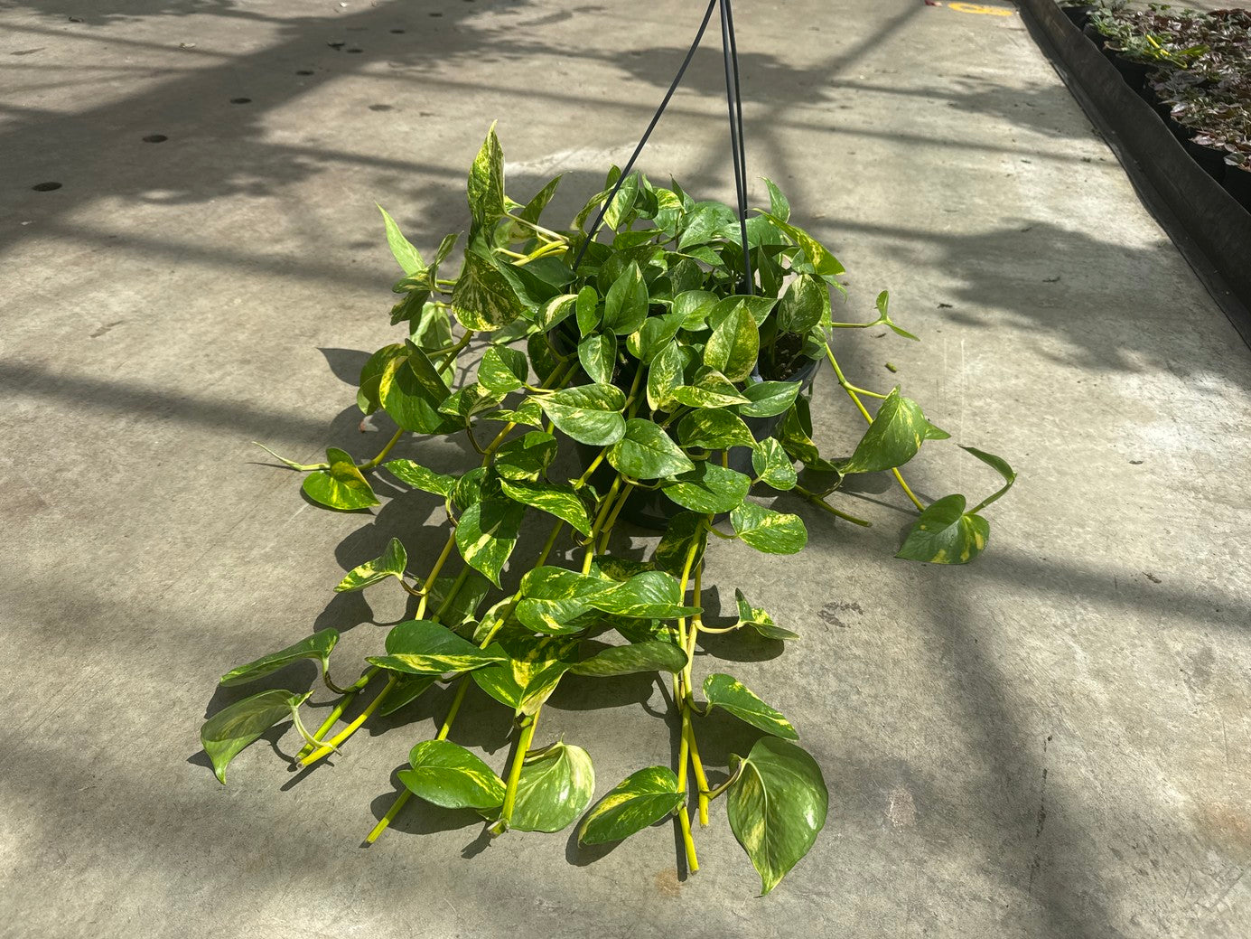 Pothos Golden