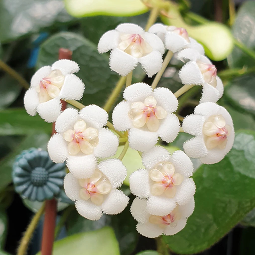 Hoya Rotundiflora*