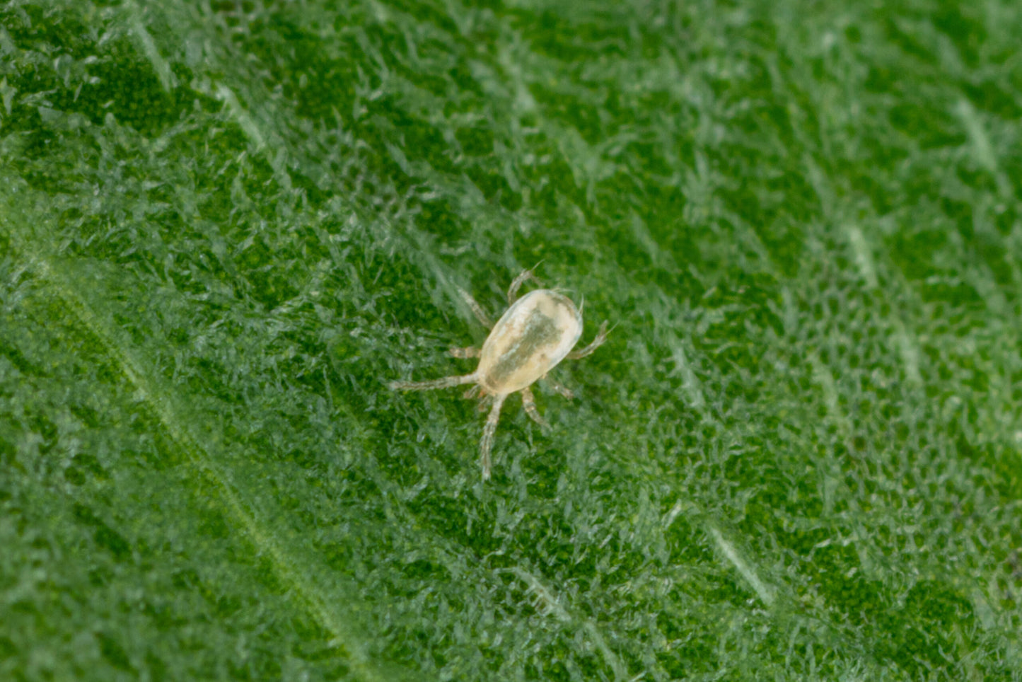 Neoseiulus Californicus - Spical