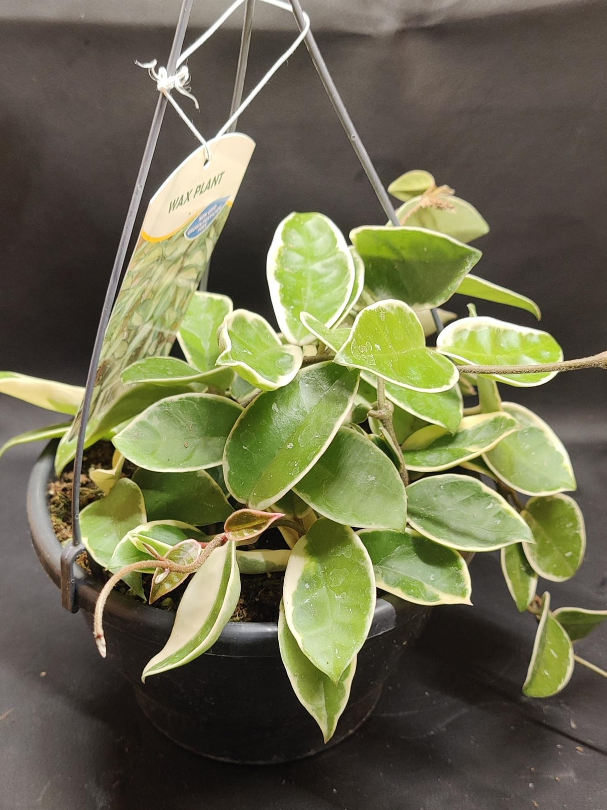 Hoya Carnosa Krimson Queen
