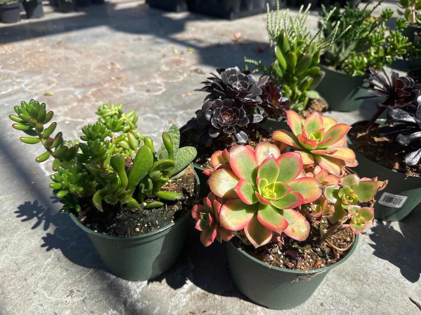 Succulent arrangement mix