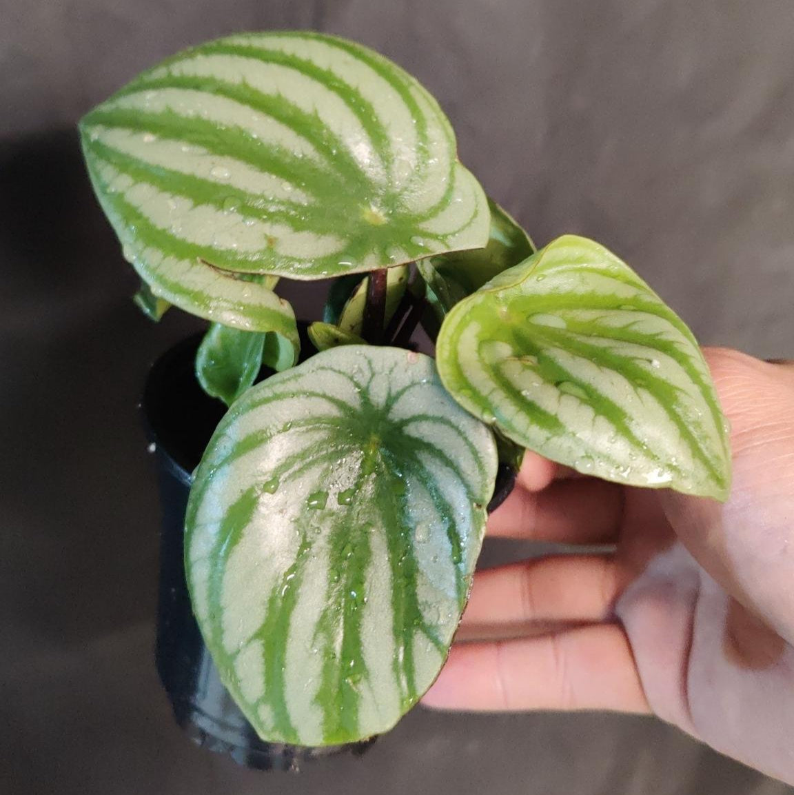 Peperomia Watermelon