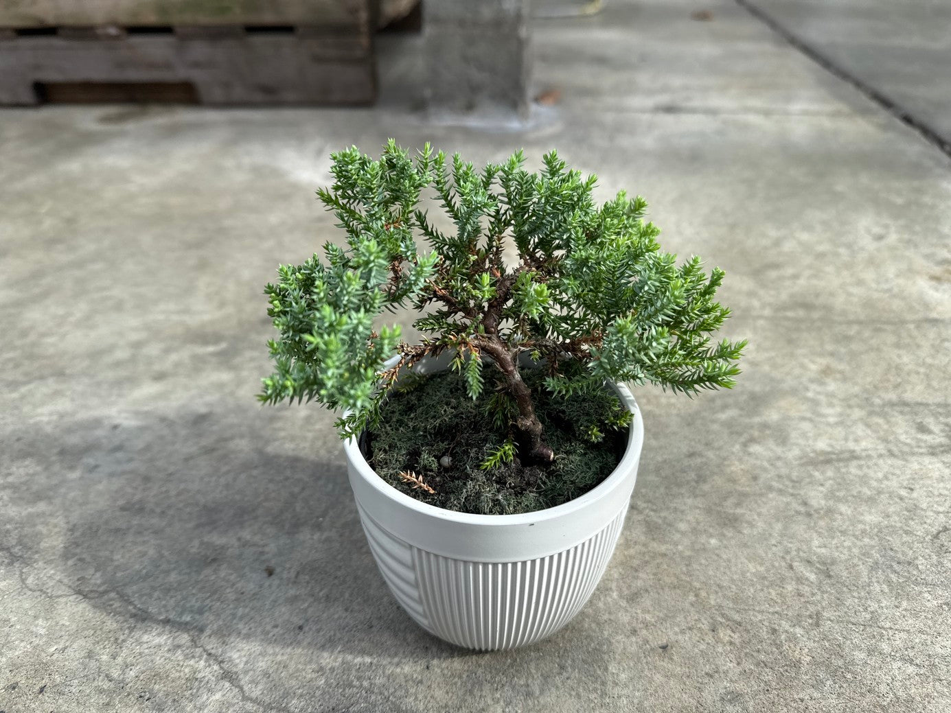 Juniper Bonsai