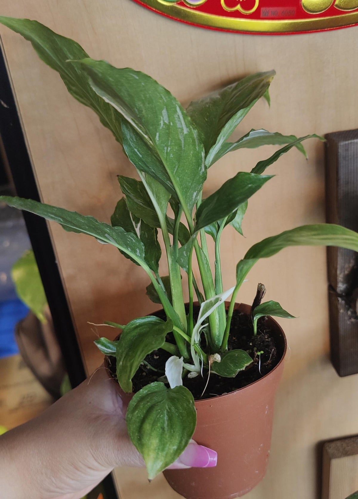 Spathyphyllum Domino (Splashed Peace Lily)