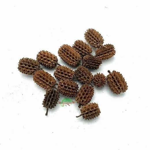 Casuarina Cones