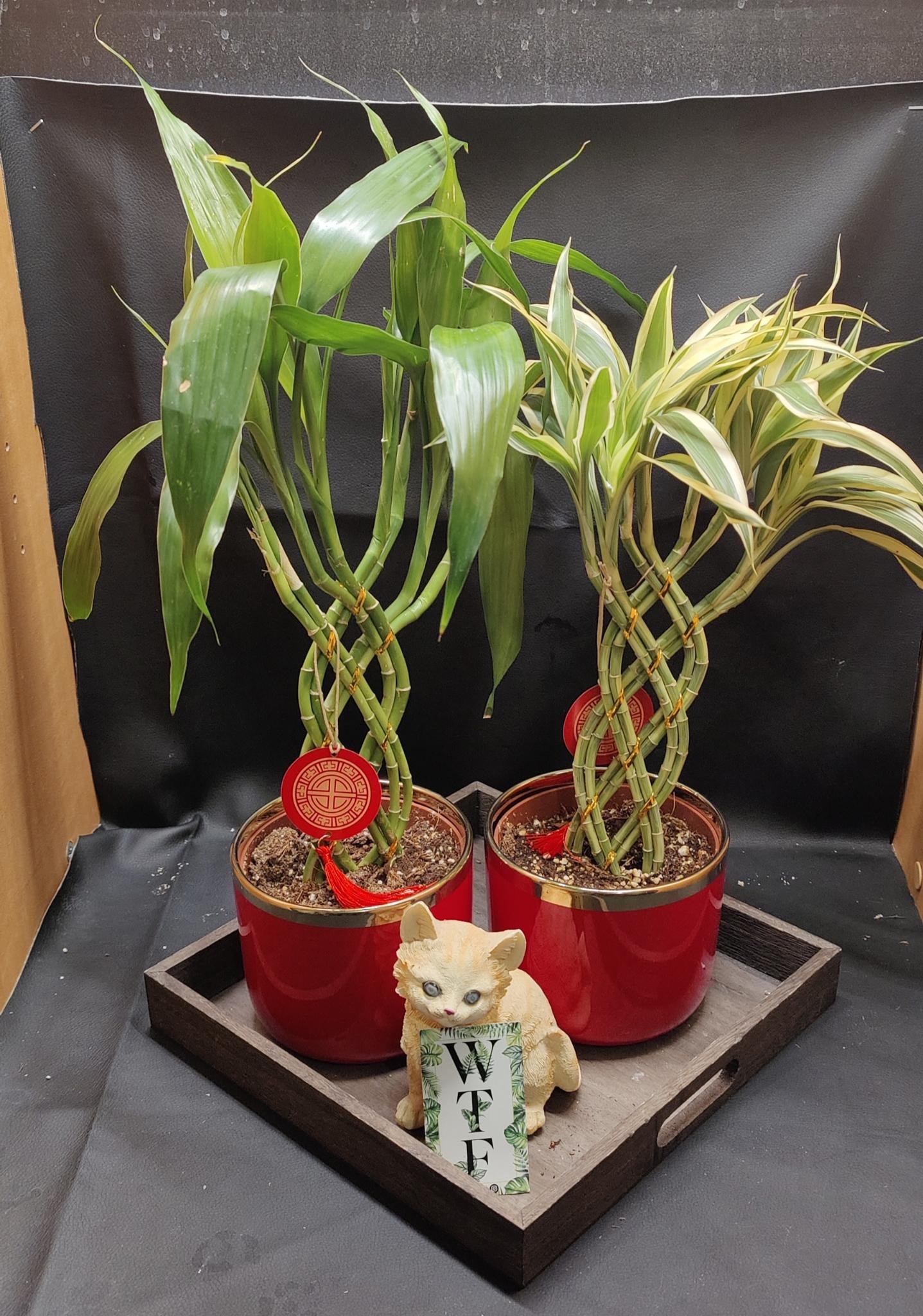 Bamboo Trellis 8 Stem Bread 5"