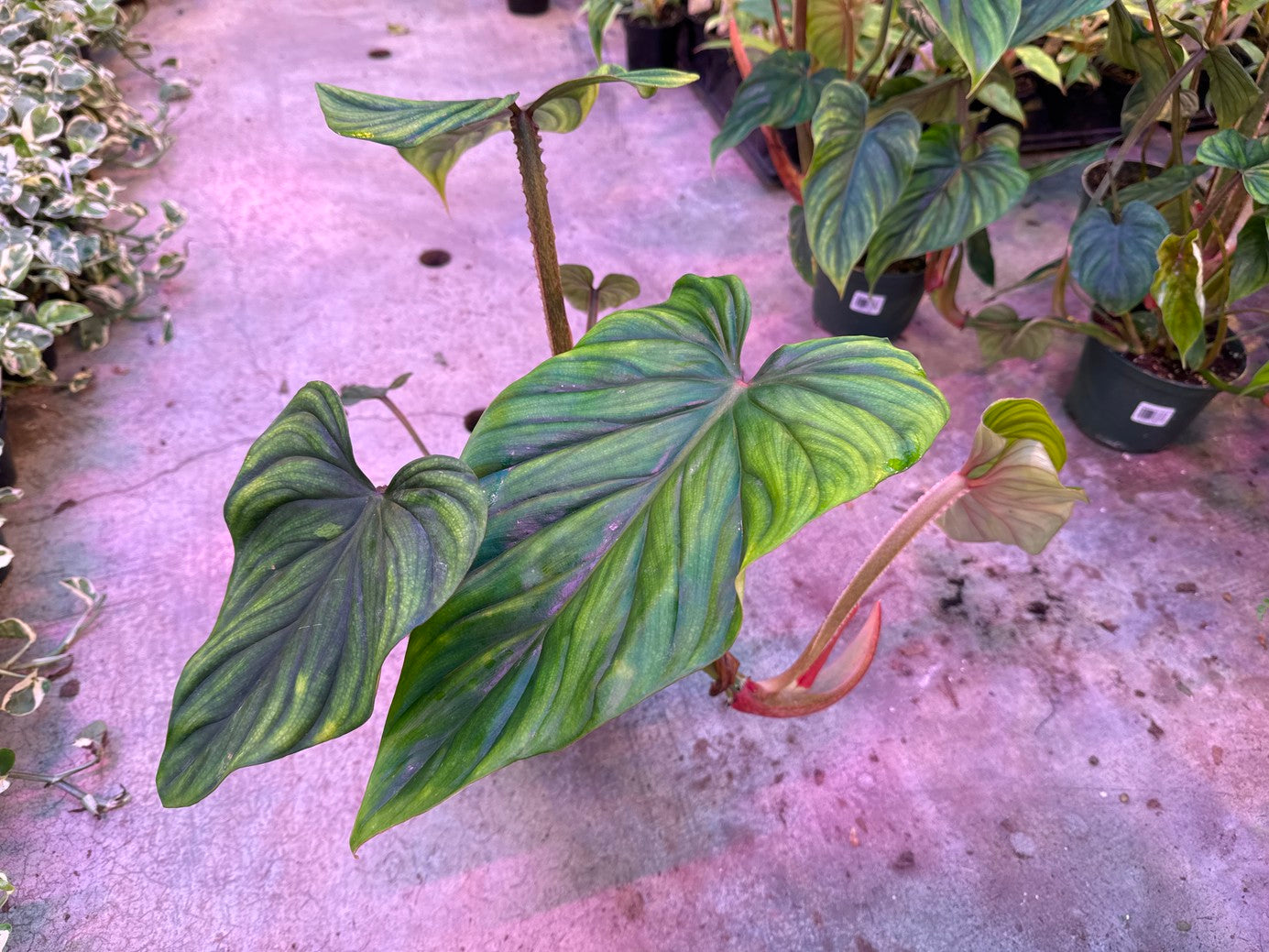 Philodendron Plowmanii 6"