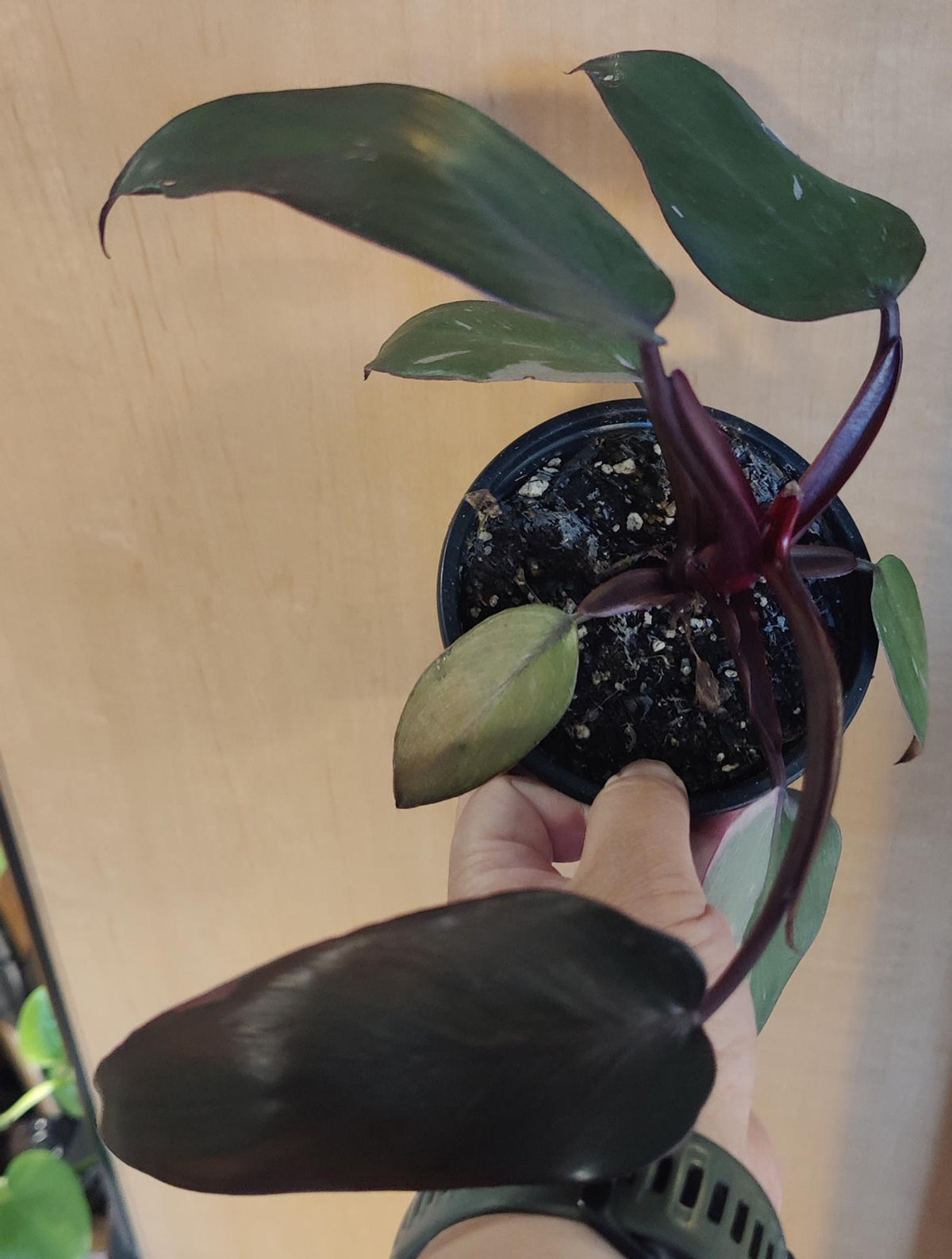 Philodendron Pink Princess (low variegation 4"