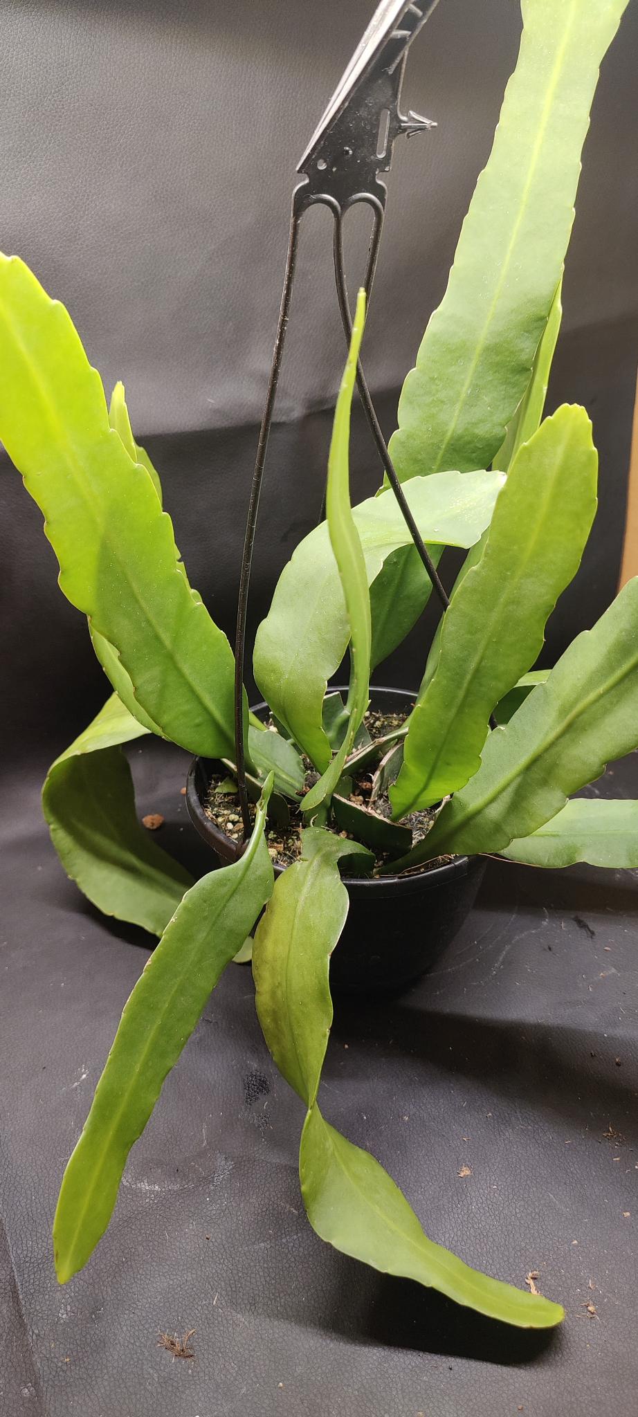 Epiphyllum Queen of the Night