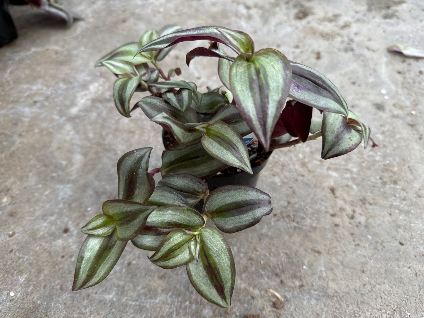 Tradescantia Assorted