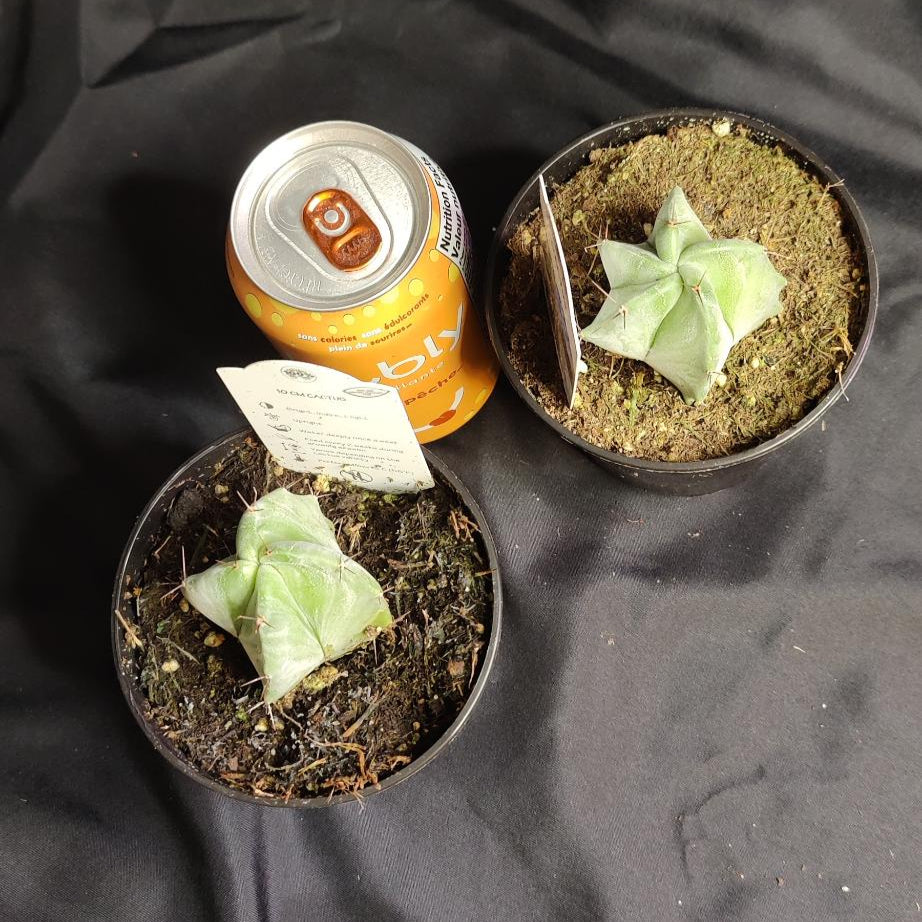 Cactus Assorted
