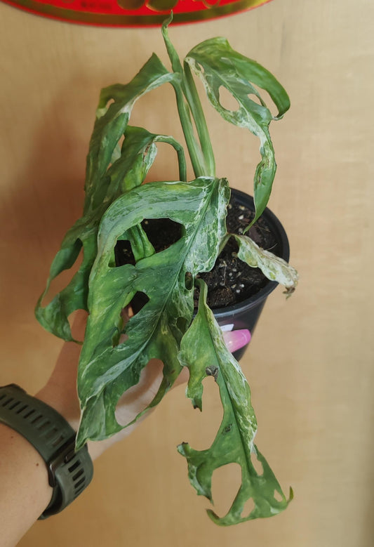 Swiss Cheese Vine Mint Variegated