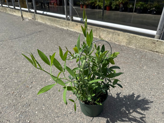 Sweet Pea Perennial 6"