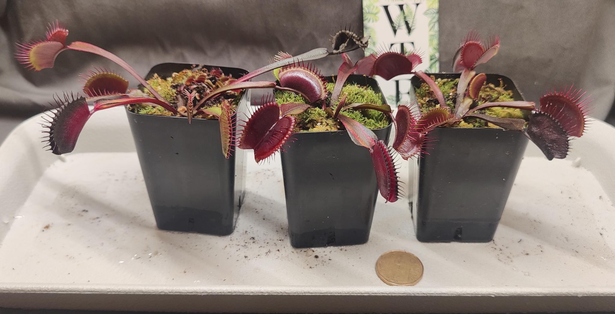 waterworks the flytrap 希少フライボックス Venus Fly Traps – Watering Tropical Fever