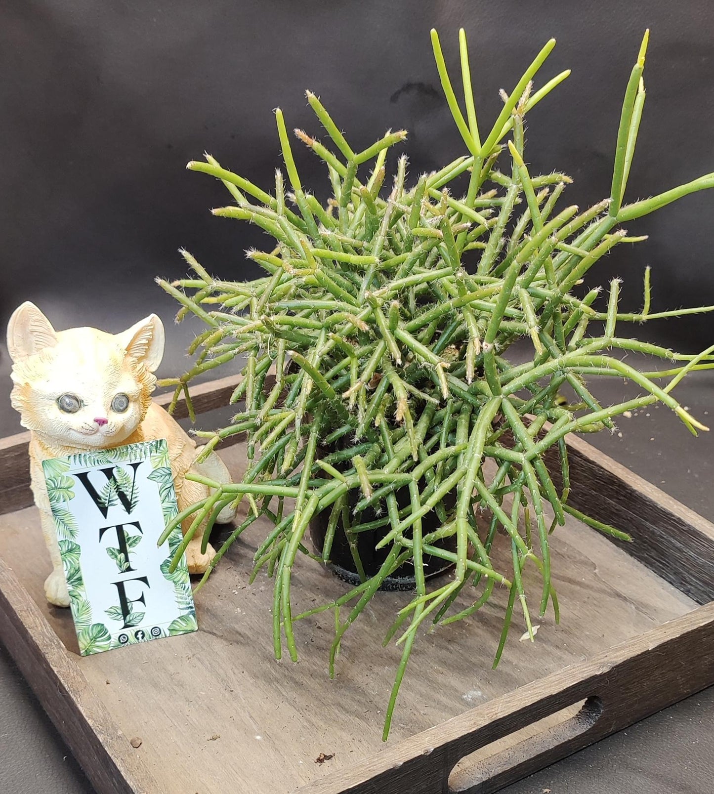 Mistletoe Cactus 4"