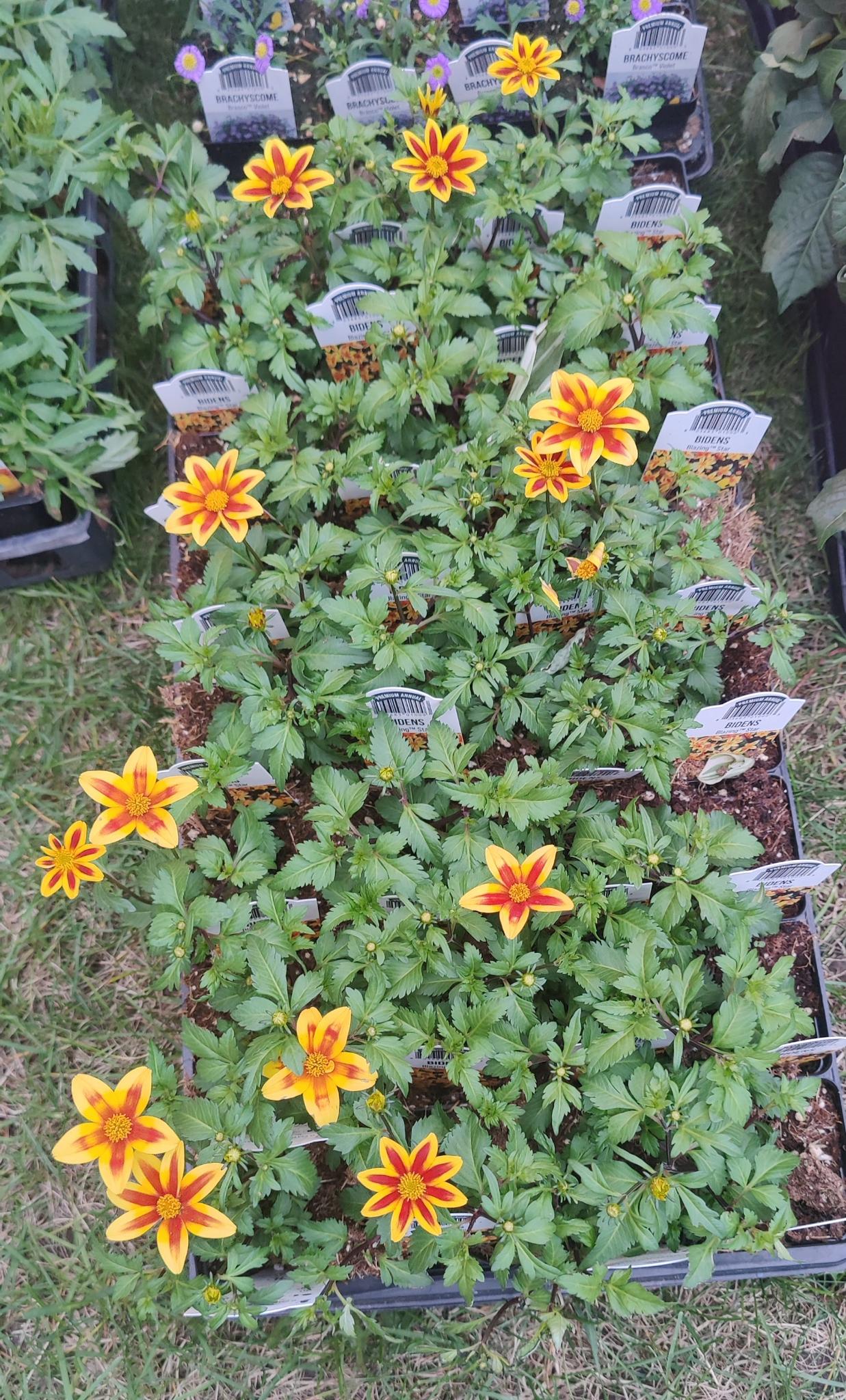 Bidens Blazing™ Star 2.5"