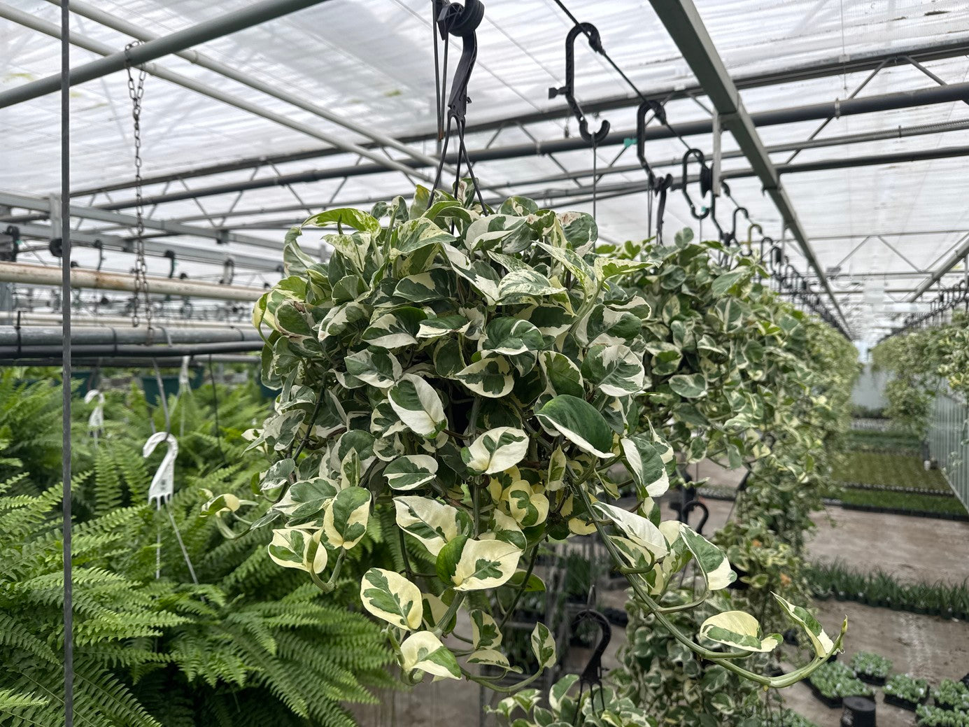 Pothos N'joy / P&J 6" HB