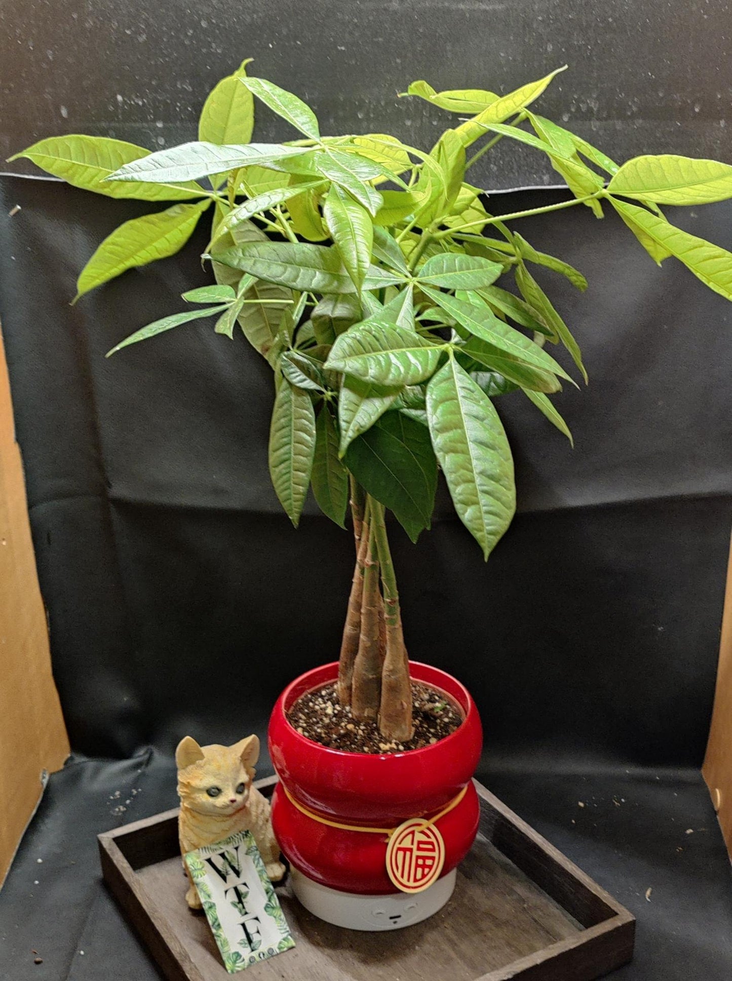 Lunar new year money tree
