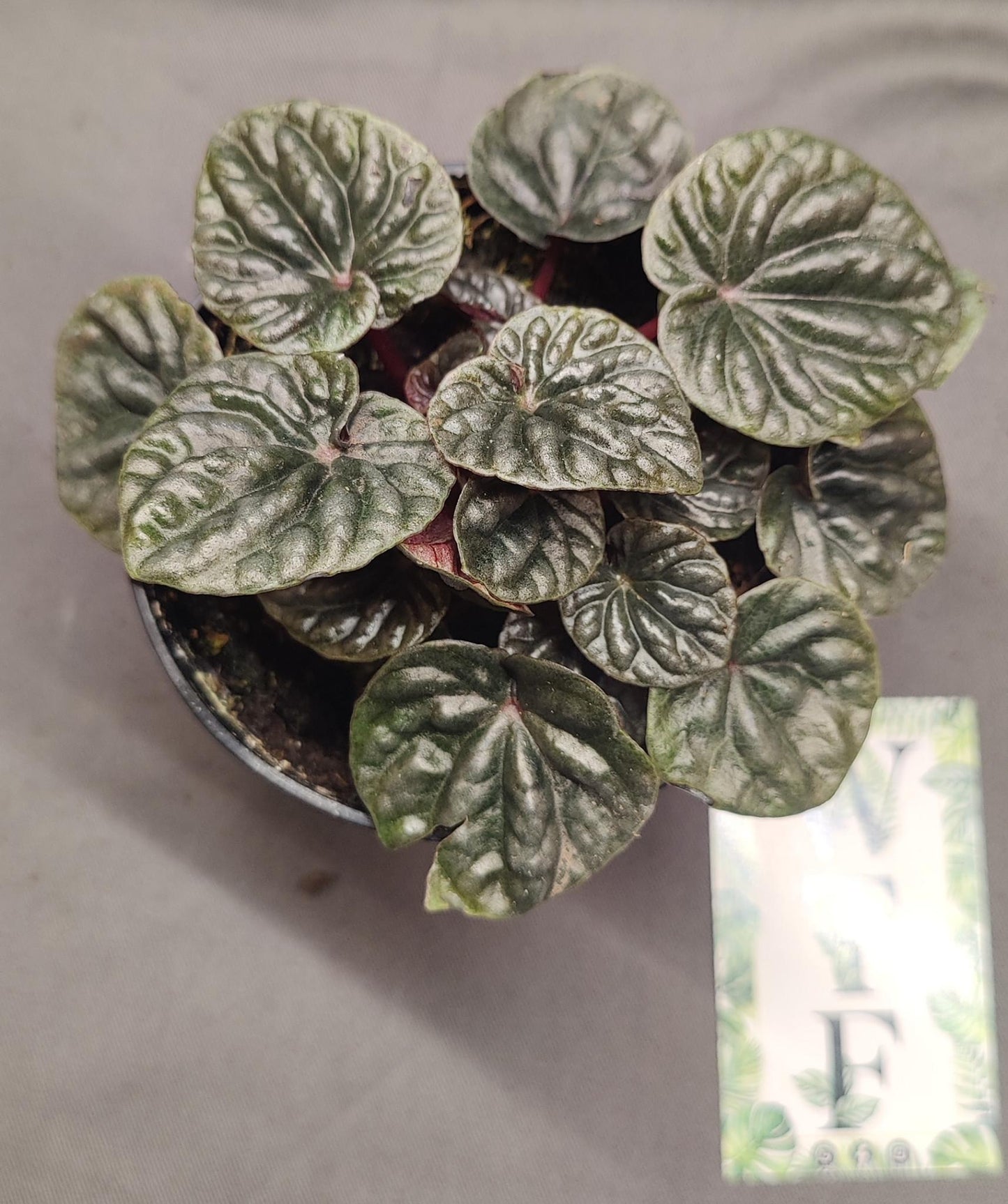 Peperomia Abricos