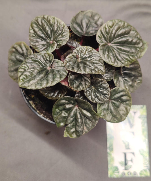 Peperomia Abricos