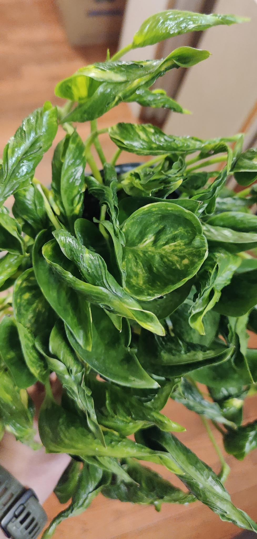 Variegated Shangri La Pothos
