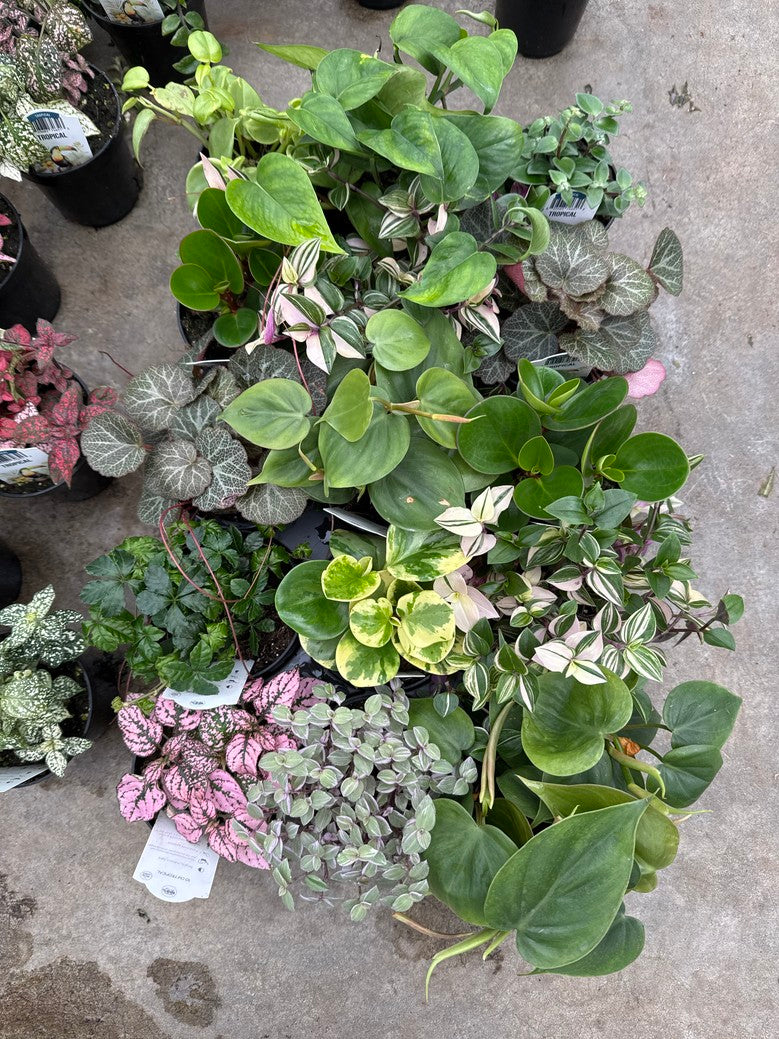 Tropical Mix