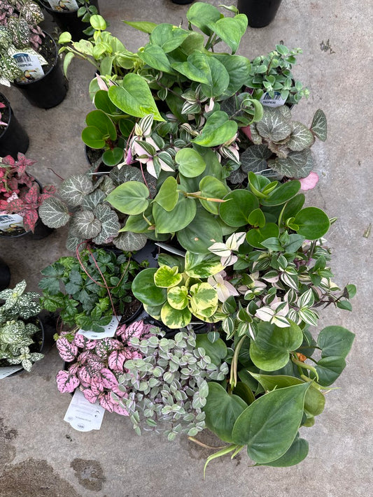Tropical Mix