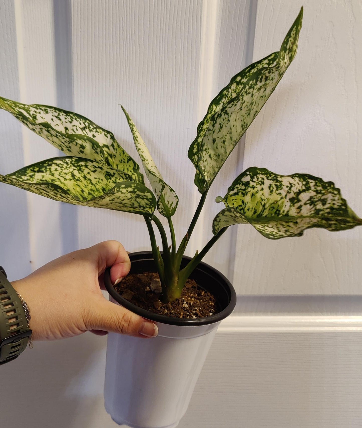 Aglaonema First Diamond "WHITE DIAMOND"