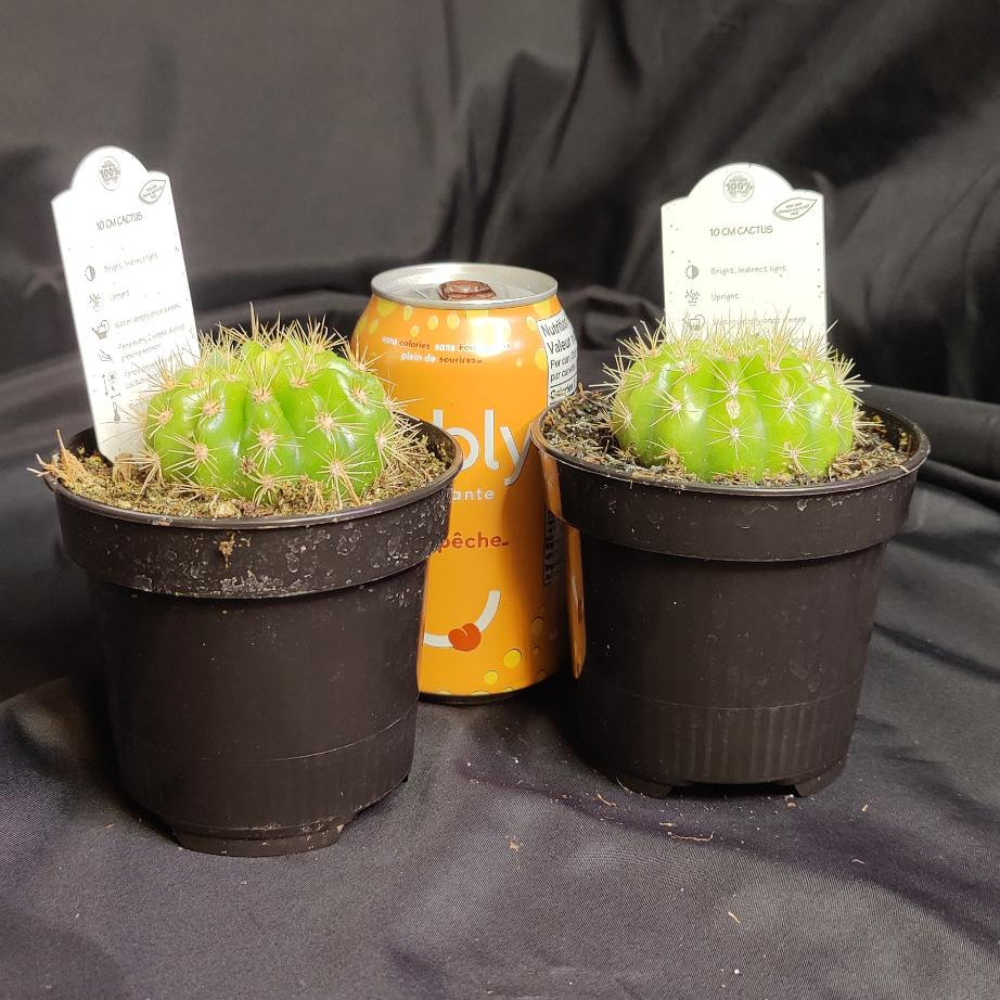 Cactus Assorted