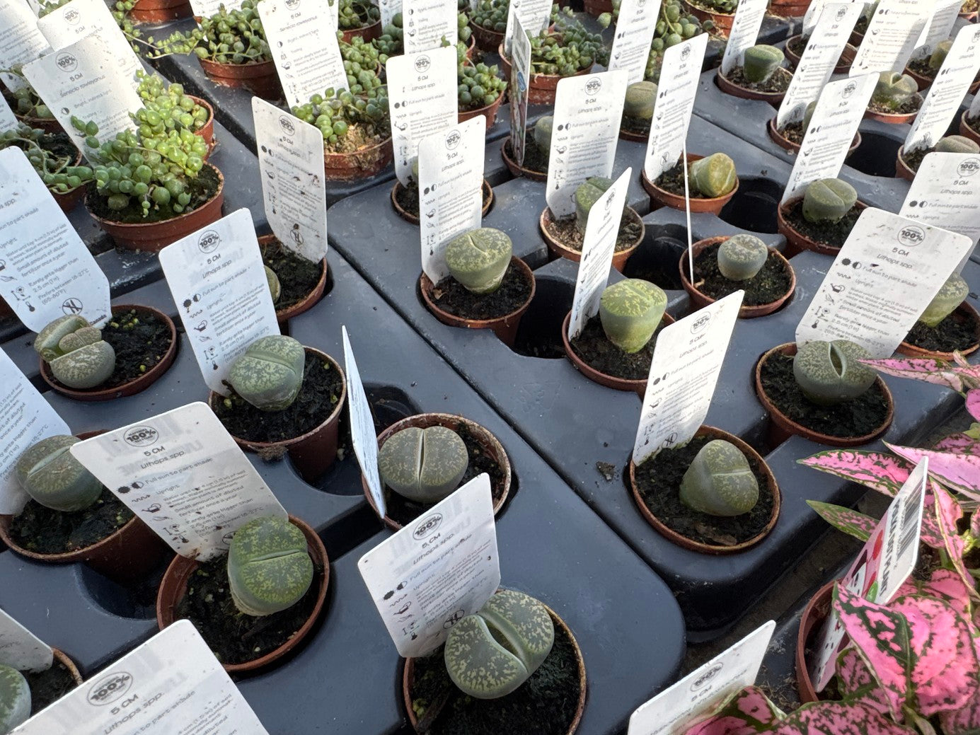 Lithop Living Stone