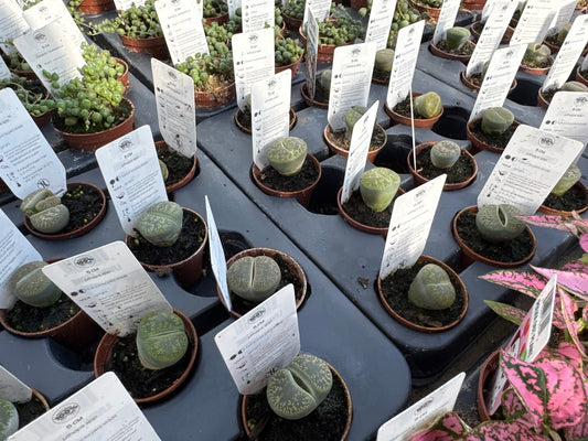 Lithop Living Stone
