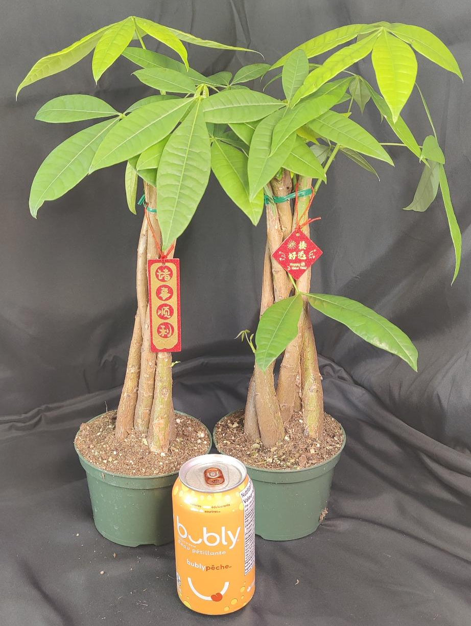 Braided Money Tree (Pachira)